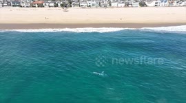 Gray whale has a beach day!