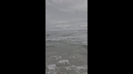 Terrifying scene as bull shark filmed just metres from South African shore