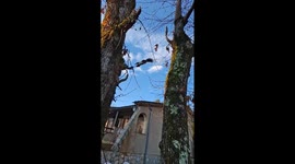 Squirrel jump! this morning i saw the squirrel jumping from one tree to another. slow motion footage
