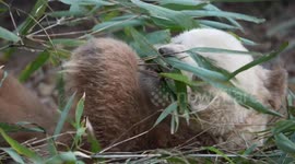 China: World's Only Captive Brown Giant Panda