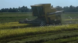 Malaysia: Madani's government will always balance the interests of all parties in the country's rice and paddy industry