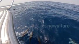 Serene scene as pod of dolphins swim just metres in front of boat