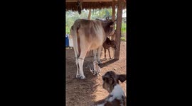 Farm-fresh feline feast: Cats catch milk straight from the source