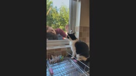 Cat is not a fan of hooman showing affection to a neighborhood kitty