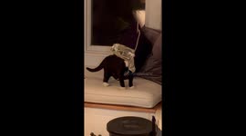 Nothing Unusual About Cat's Bag Head Situation
