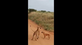 Brave Dog Barks At Baffled Lioness