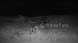 US: Coyotes Captured Hunting and Eating Harbor Seal Pups for First Time in California