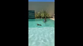 Capybara Swims in Pool