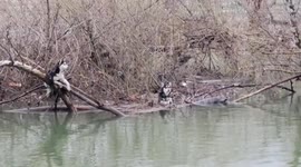 US: Firefighters Rescue Trapped Dogs from Island in Oroville’s Feather River