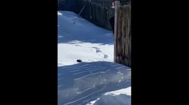 Moose Takes Nap in Backyard