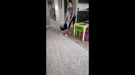 Cat Gets Ride In Doll Stroller