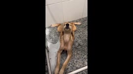 Golden Retriever Puppy Finds Bliss In Bath Time