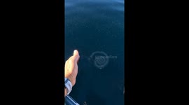 A Salp Bracelet