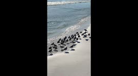 One-legged Birds in Florida