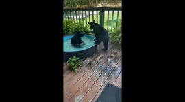 Bear Cub Pool Party