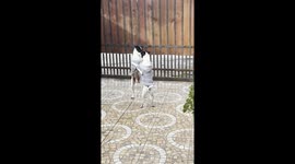 Two Dogs Dancing