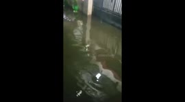 Wild crocodile swims through floods outside homes in Indonesia