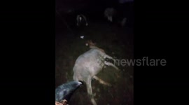 Palestine: 16 sheep dead due to poisoned irrigation water in Hebron
