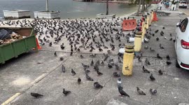 Large number of pigeons congregate in one area in Johor Bahru, Malaysia
