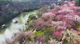 China: Blooming Plum Blossoms