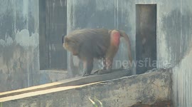 Baboon Uses Fingers Like a Human – You Won’t Believe This!