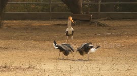 Painted Stork Feeds Live Fish to Its Chicks – Incredible Footage!