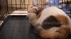 Kuwait Cats Show 2025 concludes