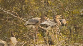 Sibling Fun! Painted Stork Chicks Enjoy Each Other’s Company