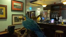 Foul-mouthed pub parrot tells punters - 'you're barred'