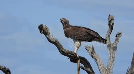 Majestic martial eagle perches high in a dry tree, guarding its morning kill. A powerful sight in the wild!