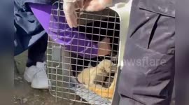 Spain: 19 Dogs Rescued From Horror Scene in Spain