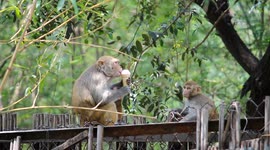 Ice Cream First, Parenting Later – Monkey Mom’s Priorities!