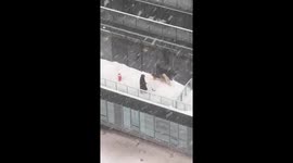 Pets Enjoy Falling Snow as Heavy Snowstorm Blankets Toronto