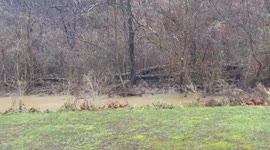 Heavy rain sparks floods in southern Kentucky