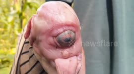 Cyclops piglet born with one eye shocks village in Indonesia