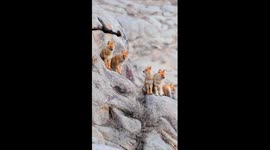 Dholes spotted in NW China nature reserve