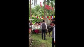 Bride and groom ride to the wedding on a buffalo-drawn cart