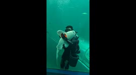 Shark shows his softer side while being hugged in aquarium