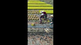 Tech-empowered spring farming in China's Yunnan