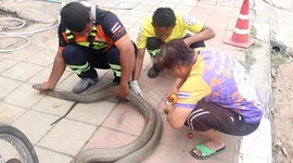 Snake handlers save cobra attacked by pet dogs