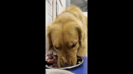 Sound on! Adorable golden retriever thoroughly enjoys his meal - ASMR