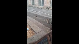 Cat who doesn't give attention to rat who eat the food behind of him