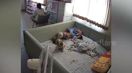 Excited pet dog headbutts toddler as she wakes up