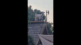 Goat leaves residents baffled as it stands on roof