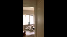 Dog Dad Naps With Fur Babies