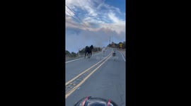 Saving Our Animals From The Palisades Fire