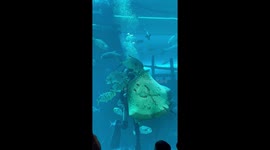 Stingray enjoys being spun round in aquarium