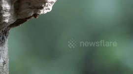 Hornet Disposes Of Body's Liquid Waste