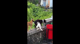 Monkey Scares Dogs Away While Eating Garbage