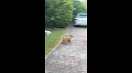 Labradoodle Puppy Dives Into Juniper Bush